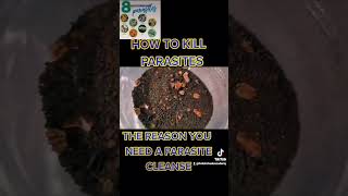 How To Kill Parasite  The Reason You Need a Parasite Cleanse [upl. by Joshi]