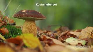 20241103 Paddenstoelen en herfstkleuren [upl. by Odnalra]