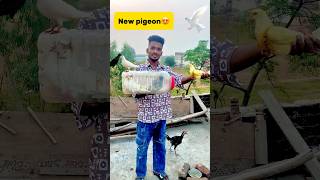 New pigeon le aaye😍 petlover pigeon pigeonvlogger minivlog birds kabutar newpigeon budgies [upl. by Ferullo415]