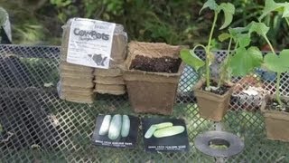 How to Plant Cucumber Indoors Before the Last Frost  Garden Space [upl. by Yme865]