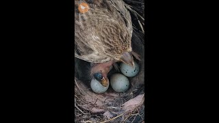 Baby Bird Chokes and Suffocates in Nest 😭😭 [upl. by Plunkett120]