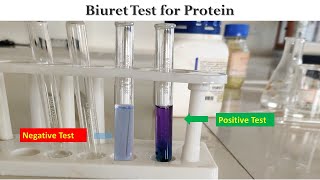 Biuret Test for Proteins  Protein assay  Estimation of Protein  Dr Nagendra Singh  PENS38 [upl. by Ayamahs276]