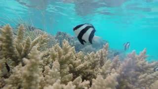 The Cook Islands Snorkeling Aitutaki around the Aitutaki Pacific Resort [upl. by Iey464]