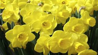 Daffodils by William Wordsworth read by Tom OBedlam [upl. by Harmon866]