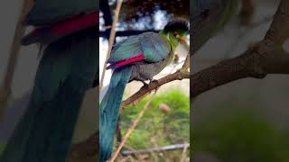 White cheeked turaco🤩 birds bird nature aviary [upl. by Ocin]