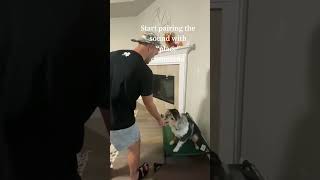 Dogs go crazy at the doorbell [upl. by Ashil126]