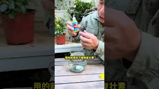 花卉绿植盆栽月季多数的扦插月季一旦开完花就陷入僵苗，教你打破僵苗 [upl. by Glad873]