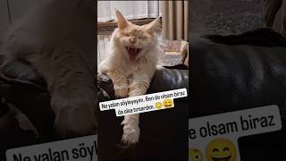 Ben de tırsardım 🤣😸 garibim çok korkuyor 🥰 [upl. by Josepha]