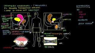 What is Chlamydia [upl. by Huan398]