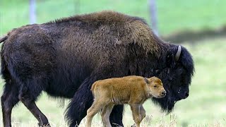 Efforts to Reintroduce NearExtinct Wood Bison in Alaska Gain Momentum [upl. by Xylina]