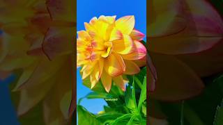 Dahlia Flower 😍naturegarden dahliaflowershorts [upl. by Jeannette]