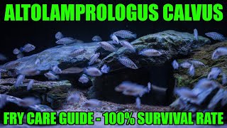 Your complete Altolamprologus calvus  compressiceps Fry Care Guide [upl. by Llenra572]