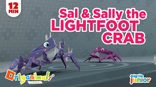 Episode 12 FUN CARTOON FOR KIDS  SALLY LIGHTFOOT CRAB FAST AND FEARLESS [upl. by Pietje504]