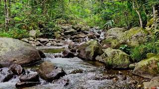 🍃 Birds Chirping amp Flowing Stream in a Tropical Forest – Soothing 4K Nature Ambience 🏞 [upl. by Kaitlin44]