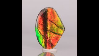 Wide Pear Shape Ammolite 721 Carats [upl. by Blumenfeld]