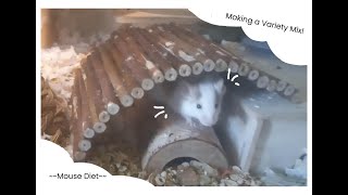 putting together a variety mix  pet mouse diet [upl. by Finnie628]