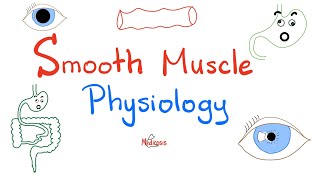 Smooth Muscles Physiology and Myosinlight Chain Kinase Phosphatase  Physiology Lectures [upl. by Arytas]