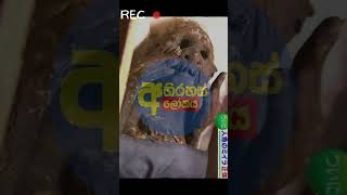 මුහුදු රකුසන් ගැන ඔබ දන්නවාද  The explain about Sea monsters  Abirahas Lokaya shorts facts [upl. by Thetes815]