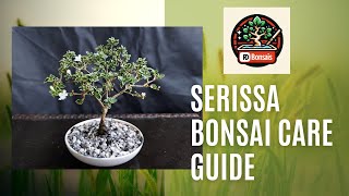 Serissa Bonsai Top 3 tips bonsai plants garden gardening how howto [upl. by Nylirehs150]