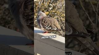 Crested Pigeon Birdcall Sound  So Fascinating and Very Cool [upl. by Rickart283]