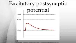 Excitatory postsynaptic potential [upl. by Kolosick911]