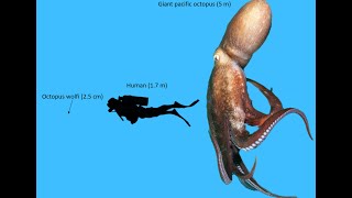 Octopus size comparison [upl. by Schulze]