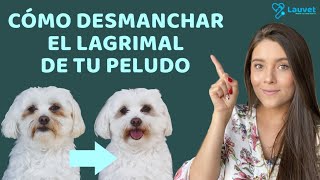 CÓMO DESMANCHAR EL LAGRIMAL DE TU PELUDO  Lauvet [upl. by Bigelow337]