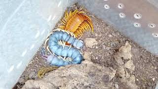 Scolopendra galapagoensis quotDarwins Goliath Centipedequot Time lapsed moult [upl. by Ladew]