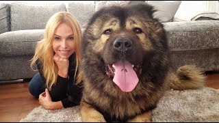 WOLF KILLER THE CAUCASIAN SHEPHERD OVCHARKA DOG [upl. by Naejeillib419]