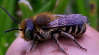 Resin Bee on Mushroom Gunbarrel Colorado [upl. by Varhol]