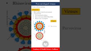 Nonenveloped viruses survive harsh conditions  Microbiology [upl. by Ahsinrat]