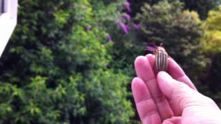 Tenlined June beetle Polyphylla decemlineata flying off [upl. by Ranique]