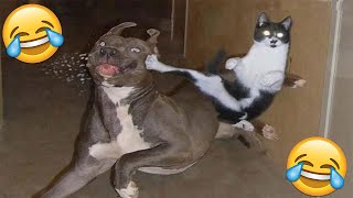 😂VIDEOS GRACIOSOS DE PERROS Y GATOS😂  Si Te Ries Pierdes [upl. by Yessac760]