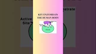 quotKey Enzymes in the Human Body  Functions amp Secretion Sites explained📝 [upl. by Galatia]