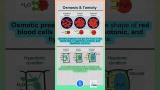 Osmosis and Tonicity [upl. by Auberon569]