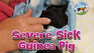 Guinea pig trauma  heart breaking reality with rescue [upl. by Akiem918]