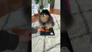 Playing tic tac toe with my Pomeranian 👻🎃 pomeranian dog [upl. by Jorgan]