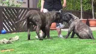 Dogo Canario Wurfplanung 2015 Heidi und Butze [upl. by Esoj]