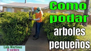 Como podar los arbolitos [upl. by Tabbie]