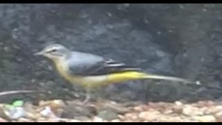 Grey Wagtail  Motacilla Cinerea  The bird which always wags tail [upl. by Ainirtak]