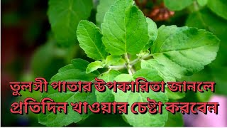 তুলসী পাতার উপকারিতা ও গুণাগুণ Tulsi patar upokarita o gunagun alochona etc [upl. by Anabal692]