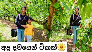 අද දවසෙන් ටිකක්🌼Day in my life🌼Sinhala vlog New Zealand🌼 [upl. by Leuqram]