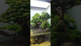 Waterfall bonsai paludarium 🌳Project at west Jakarta [upl. by Gnut852]