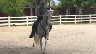 Caballos blancos en México  Arturo Marcelin Martínez [upl. by Alyekahs329]