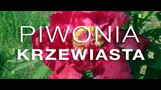 Piwonia Krzewiasta w ogrodzie Krystyny Renc w Chodzieży [upl. by Amlez]