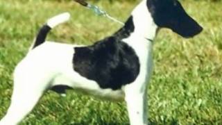 O belo Fox Terrier pelo liso The amazing Smooth Fox terrier [upl. by Landy581]