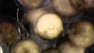 Xenopus tropicalis  Gastrulation [upl. by Wellington]