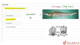 Placoid scales are present in [upl. by Perseus]