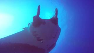 Mantas Revillagigedo HD 720p [upl. by Gniliem294]