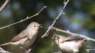 Lucys warbler feeding [upl. by Inod]